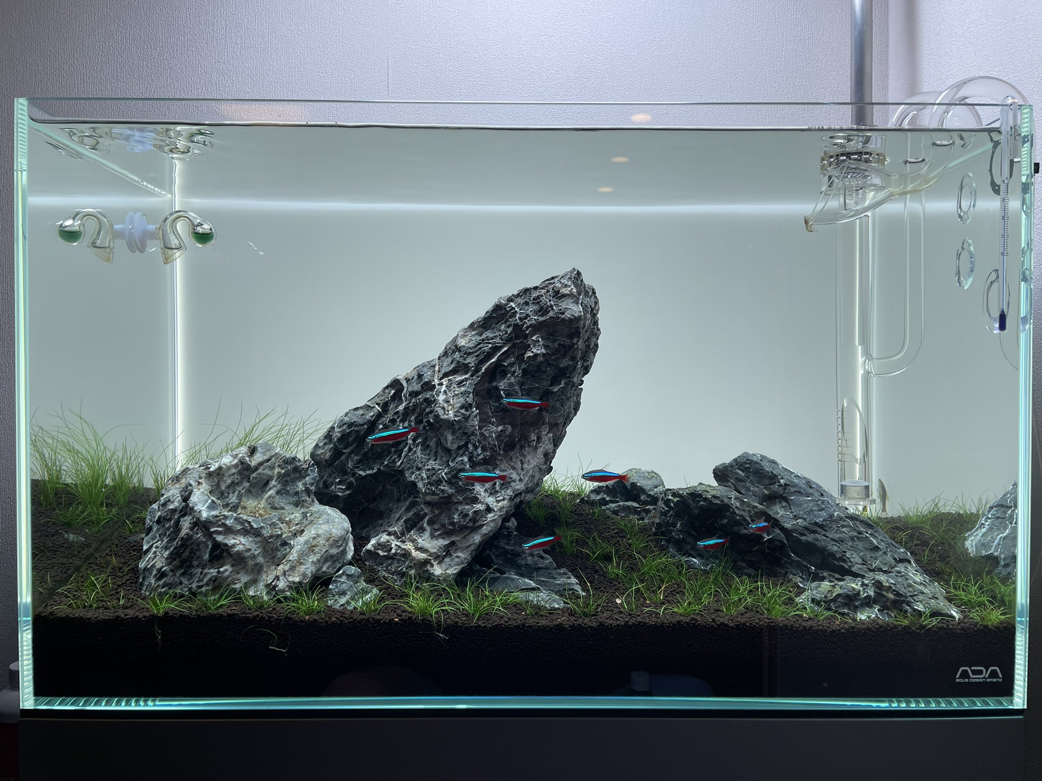 Aquanewbie 石組水槽16日目 カージナルテトラが入り 水槽らしくなってきた T Co Duompkapxm Twitter Aquanewbie 石組水槽16日目 カージナルテトラが入り 水槽らしくなってきた T Co Duompkapxm Twitter