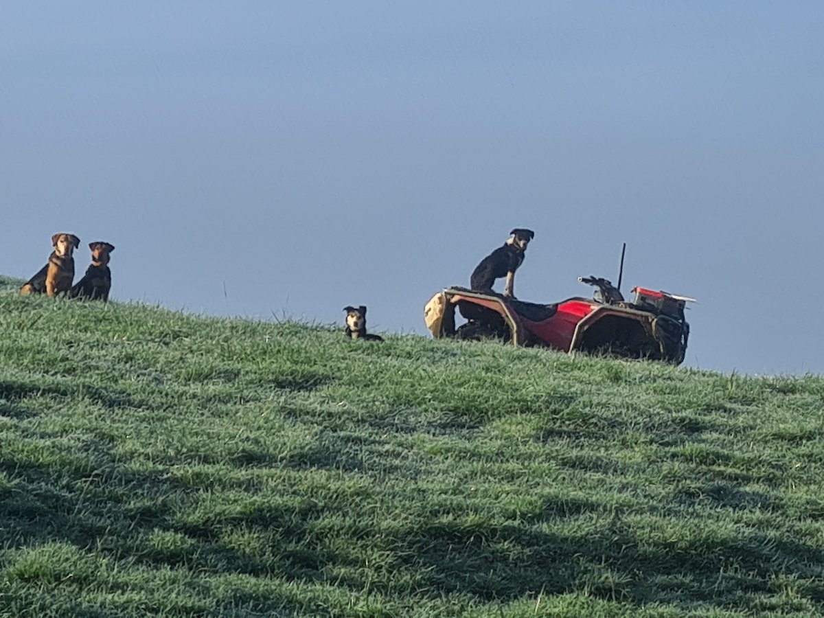 Very lucky so far with the King Country winter...
babies, scanning ewes and the team waiting for me to hurry up with the break fence