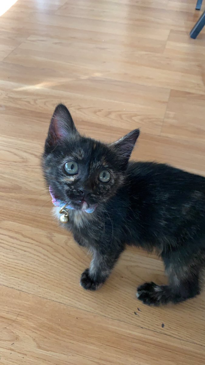 nerdcoffeesac's tweet image. Meet Keeley.