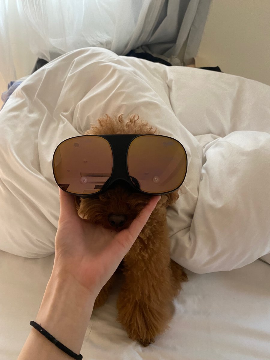 htcvive's tweet photo. The weekend is almost over, here's a dog wearing a VIVE flow
(no dogs were harm in this picture, the hardware was turned off 🐶😂
#vr #viveflow #pets #vrpets https://t.co/7uwDCPRDEA