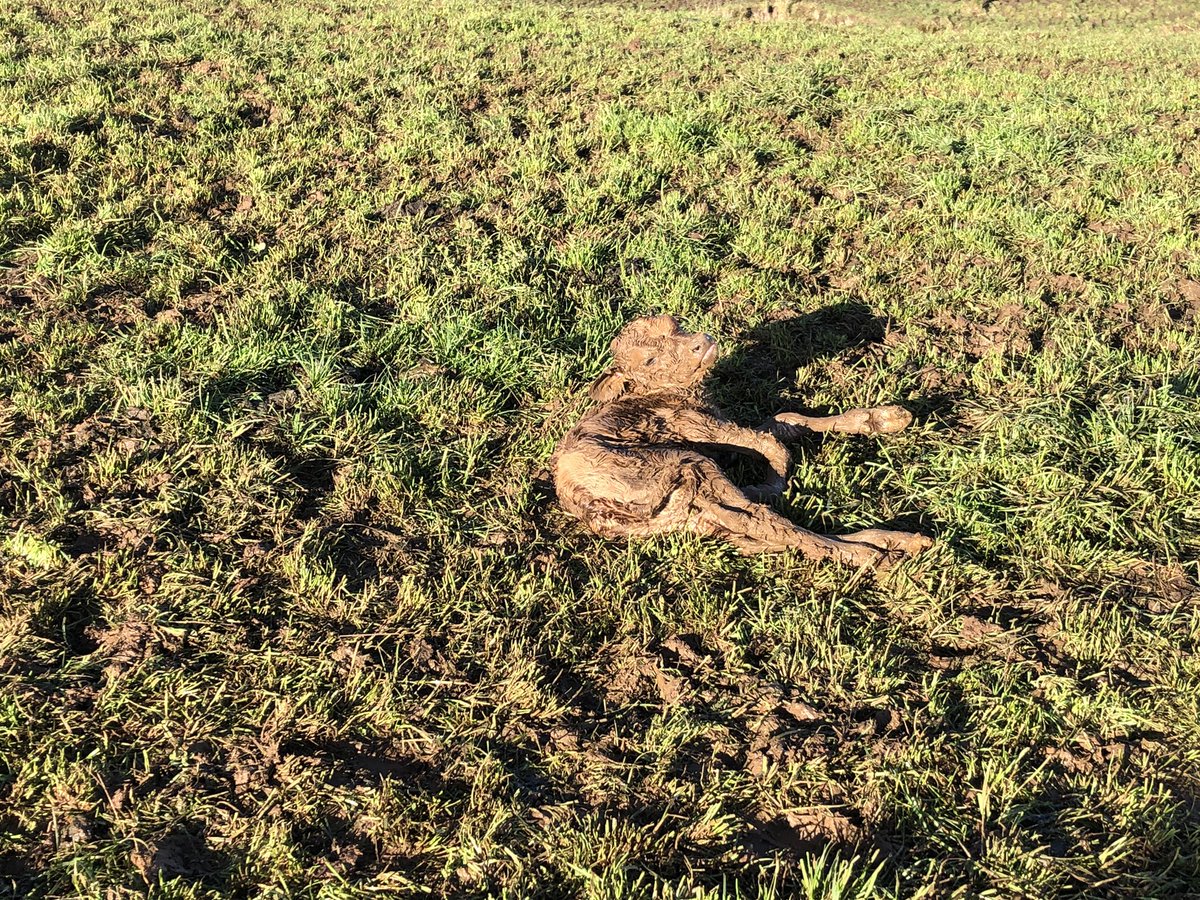 Bruce Manintveld tweet media