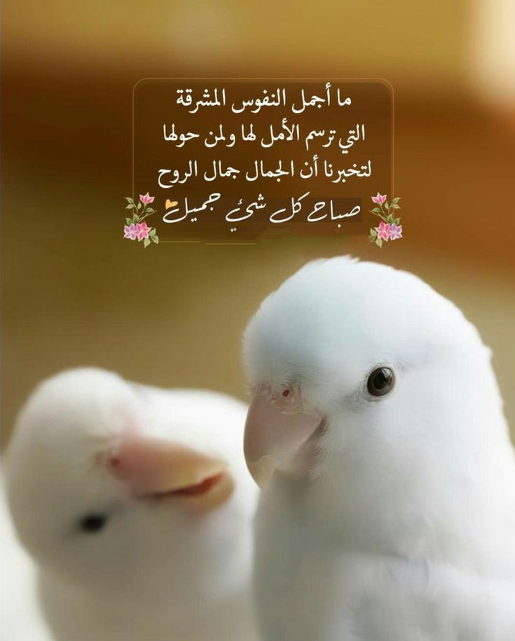 اسير الصمت (@moonm399) on Twitter photo 