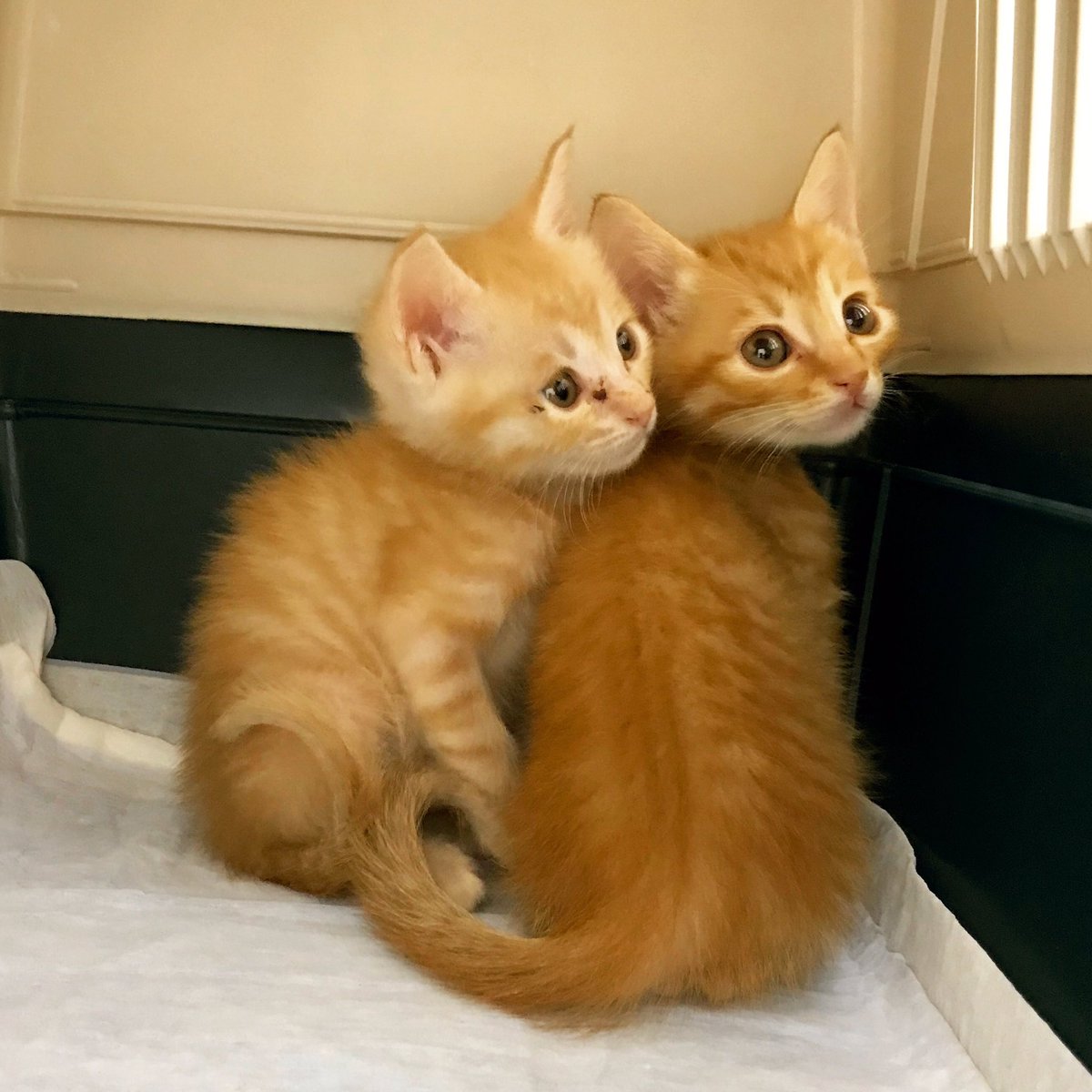 yuu_42's tweet photo. @Marock_0918 我が家の猫様成長写真貼りますっ😸クリーム茶トラ(キタロー)と濃い茶トラ(アカベー)の兄弟です😊 https://t.co/WelUMCPBjZ