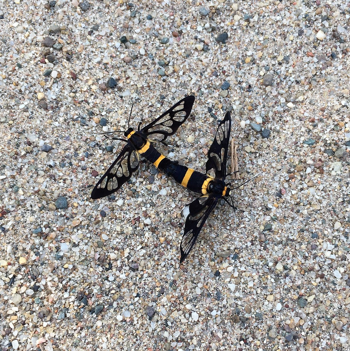 MondayMoth's tweet photo. Pretty excited for #mothweek2022 
A pair of Amata sp. https://t.co/gZleco3qLh
