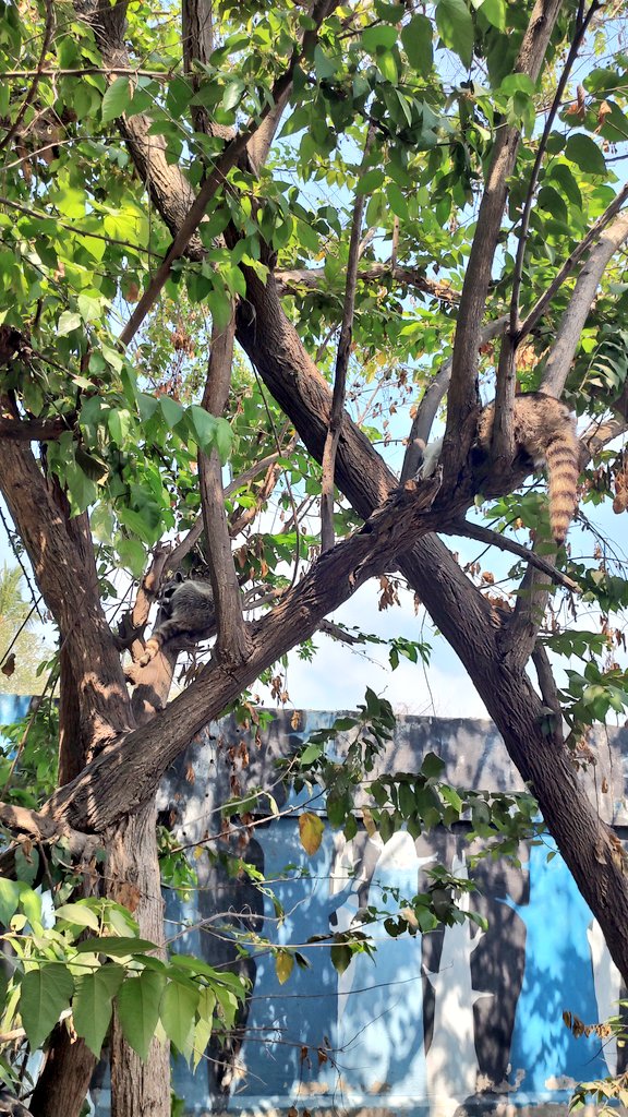 chico_tequila's tweet photo. Además de iguanas, también hay pecaris, y tejones, así como aves; y algo padre es que pueden alimentar a las iguanas 🥰👌🤗. ¡Gracias por leer! Link: https://t.co/QtilIkpJay #visitcolima https://t.co/bYLgV9Evte