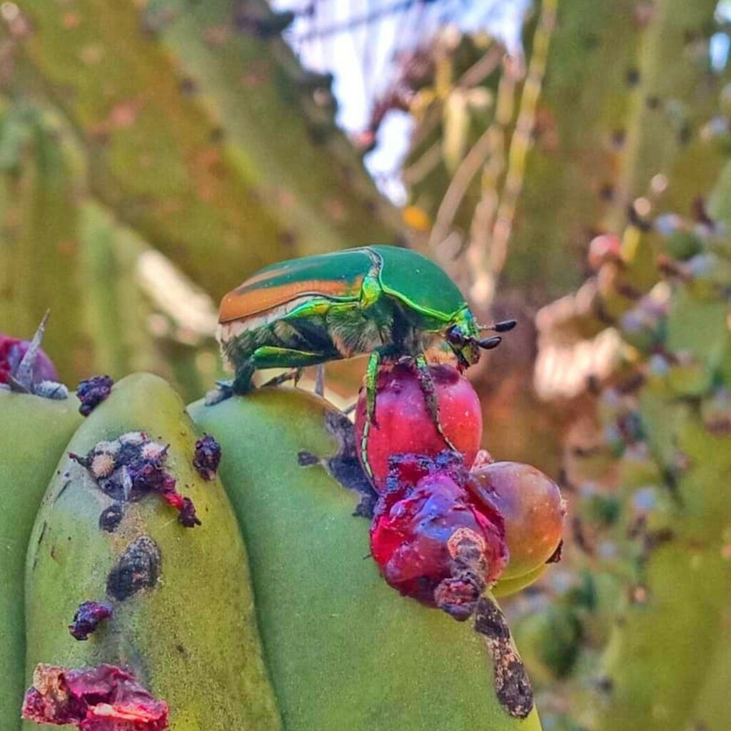 emmanuelenciso's tweet photo. 🌵🪲 https://t.co/DBPSX9ZiG3 https://t.co/5nsq57OUvk