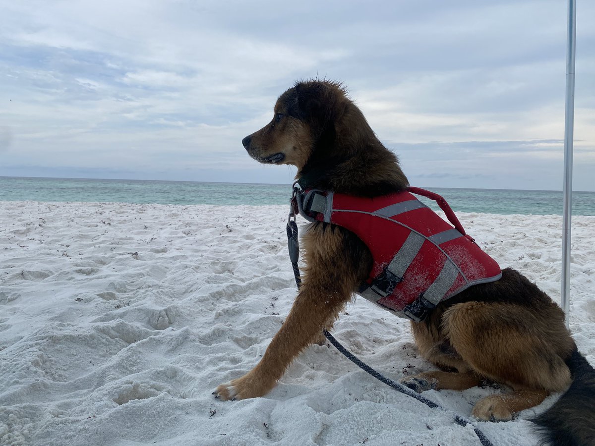King_Slovak's tweet photo. This guy can’t decide if he loves or hates the beach. #firstbeachtrip @QueenSlovak https://t.co/NrTcXB71PB