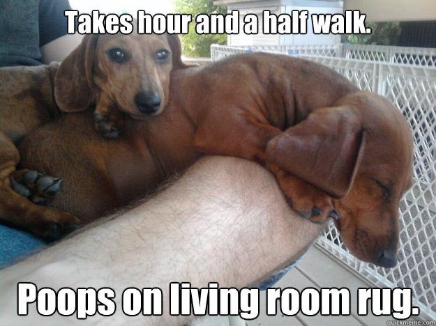 Weenie Dogs ❤️ (@weeniedogs4life) on Twitter photo 