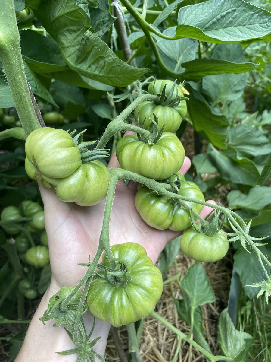 JeSuisUnDumbass's tweet photo. Tomatoes 3 ounces. Grew 1.8 ounces in last week
#tomatowatch https://t.co/QlWL2qYkOB