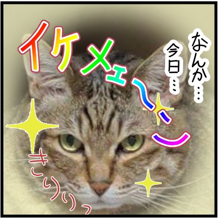 一瞬見惚れたのが悔しい!笑
 #ニャンコ #まんが #猫 #猫あるある #猫漫画 #ペット #飼い主 #エッセイ漫画 #キャット #ねこのいる生活 #4コマ 