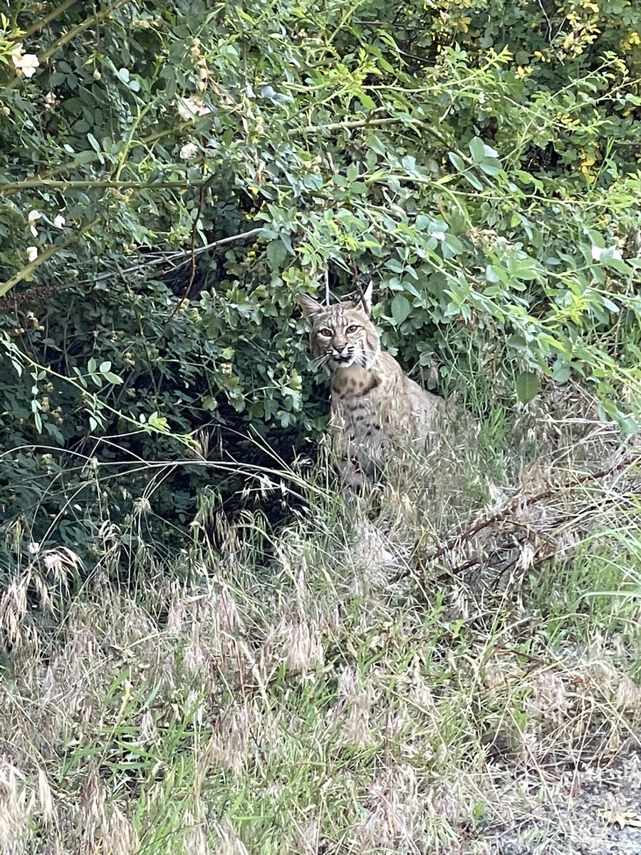 BSUBroncoAlm's tweet photo. Just saw this Bobcat on the Boise greenbelt at about 8pm 🙀 https://t.co/M7wgsAnBBh