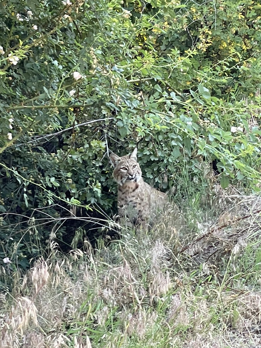 BSUBroncoAlm's tweet photo. Just saw this Bobcat on the Boise greenbelt at about 8pm 🙀 https://t.co/M7wgsAnBBh