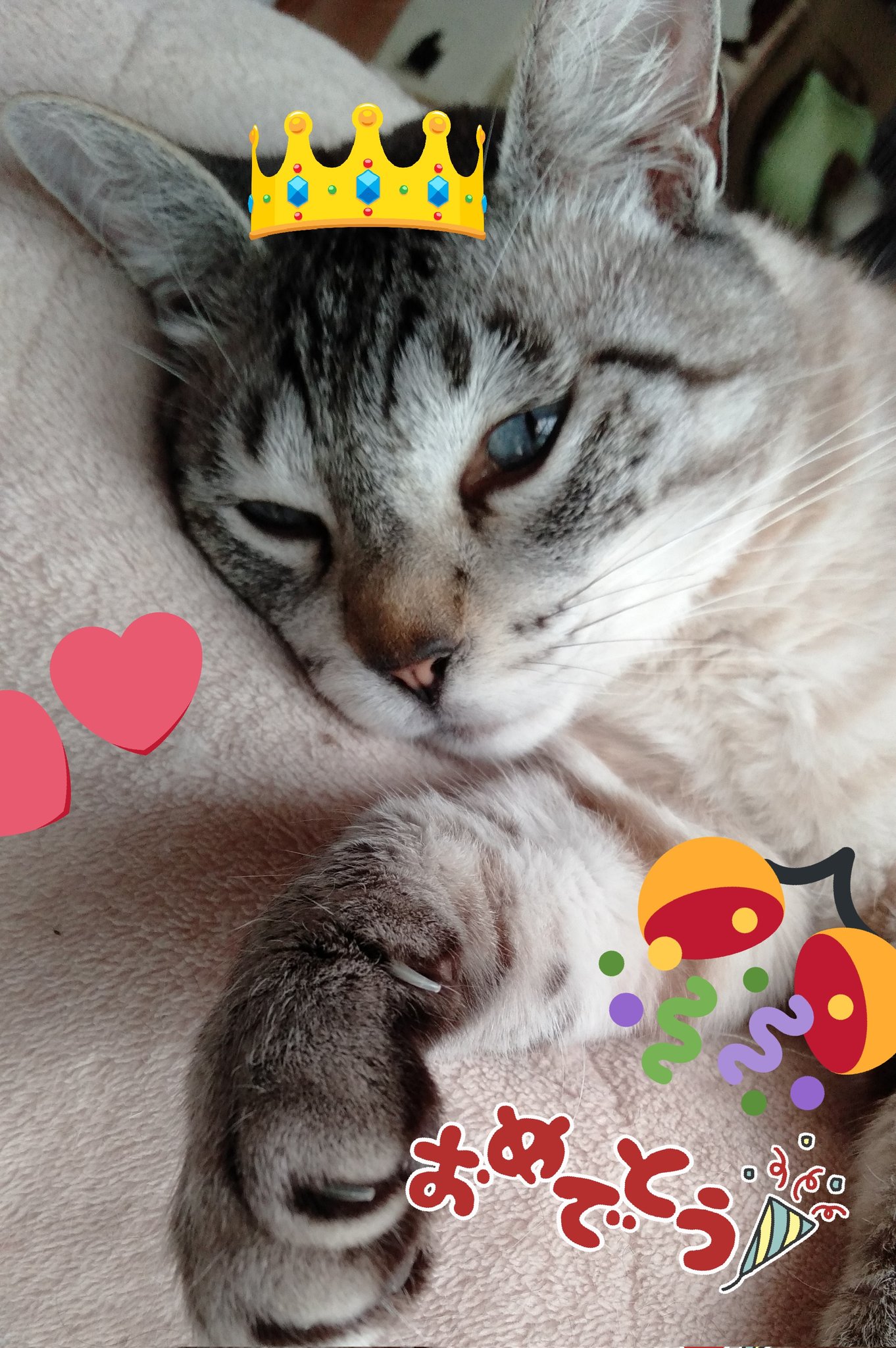 猫誕生日 Twitter Search Twitter