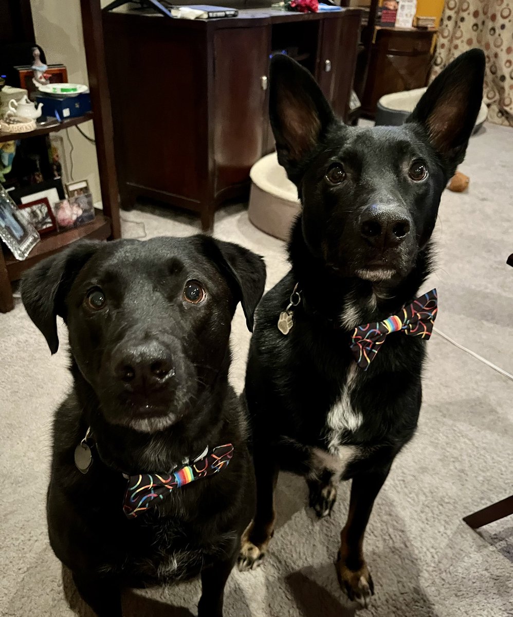 katnken1's tweet photo. Little late in posting today but itβs never a bad time to show your Pride! πΎππΎ Love is love. β€οΈπ§‘πππππ€π€ Happy #pridemonth #pride #prideπ #pridedogsπππ #dog https://t.co/XF3MTGCnaO