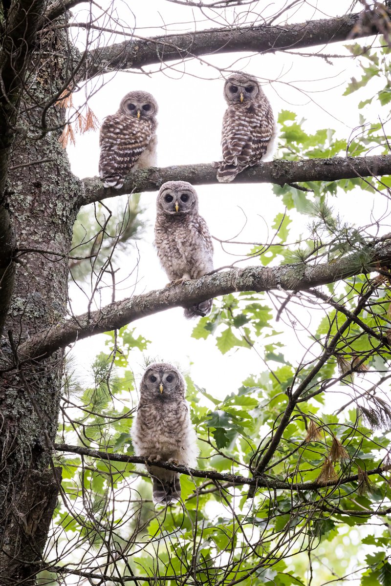 brentcizekphoto's tweet photo. Mama &amp; Papa Barred Owls have had their work cut out for them feeding their 4 babies this year. My wife and I were pretty excited that we were finally able to see all 4 babies together. https://t.co/4ALdN5bxAN