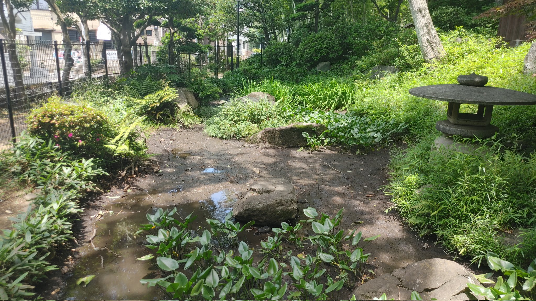 コウ 柏の宮 連日の酷暑と渇水で 日本庭園の池が干上がる 昨日 同じく干上がった田んぼに水を回した影響で１日水を入れなかったらこの有り様 南公園緑地事務所に了解をとり 緊急事態という事で水道水を注水 全て干上がらなかったのが不幸中の幸い