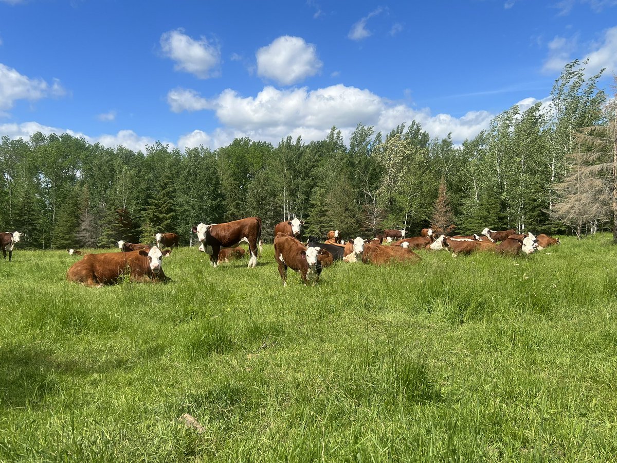 farmgirlkjb's tweet photo. Cows enjoying a much cooler, breezy day with less bugs! #canadianherefords #rainyriverraised #lovemyrednwhites π¨π¦β€οΈ https://t.co/0vGwVjXp5o