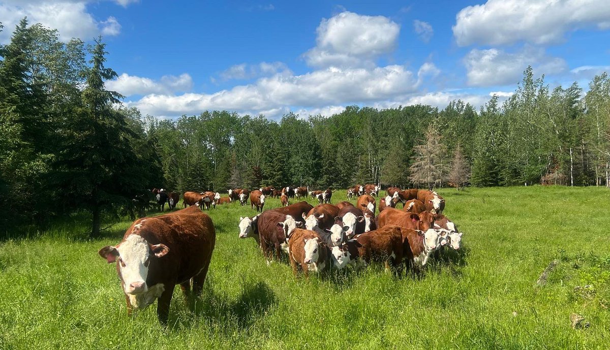 farmgirlkjb's tweet photo. Cows enjoying a much cooler, breezy day with less bugs! #canadianherefords #rainyriverraised #lovemyrednwhites π¨π¦β€οΈ https://t.co/0vGwVjXp5o