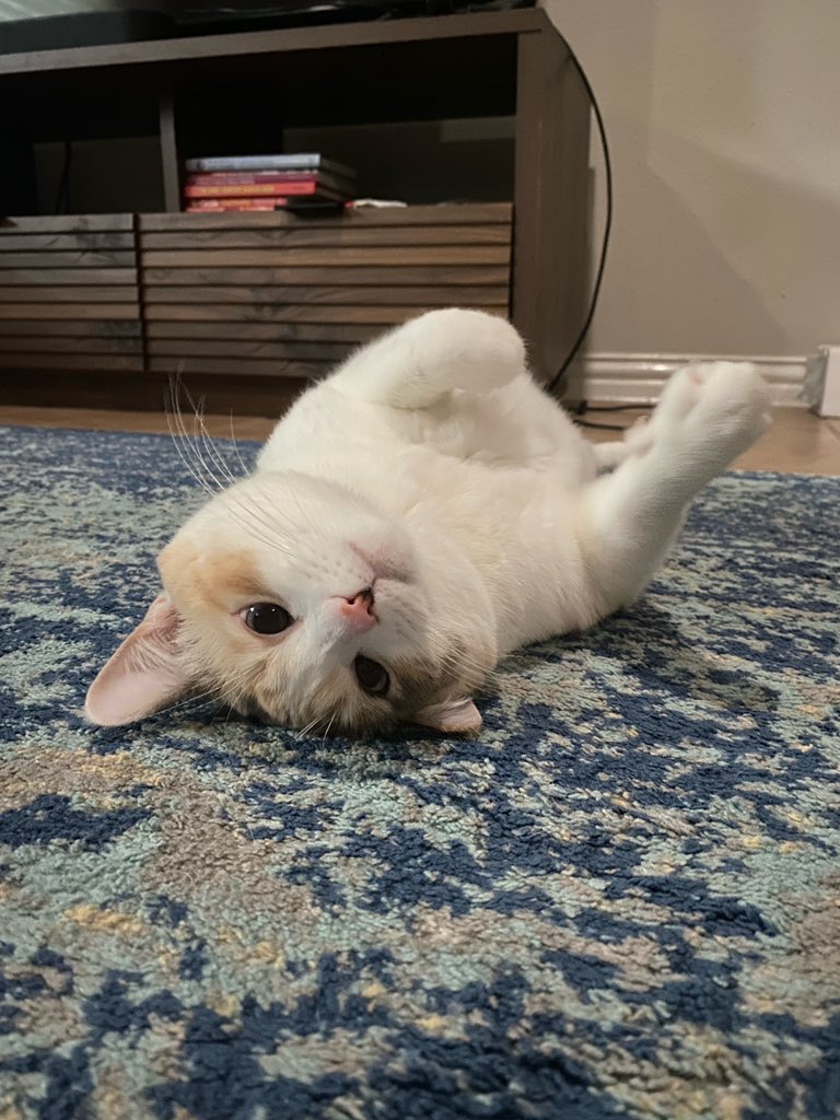 fatfatpankocat's tweet photo. Photo from catsitter 🤠 https://t.co/x0f6Bw6HUN