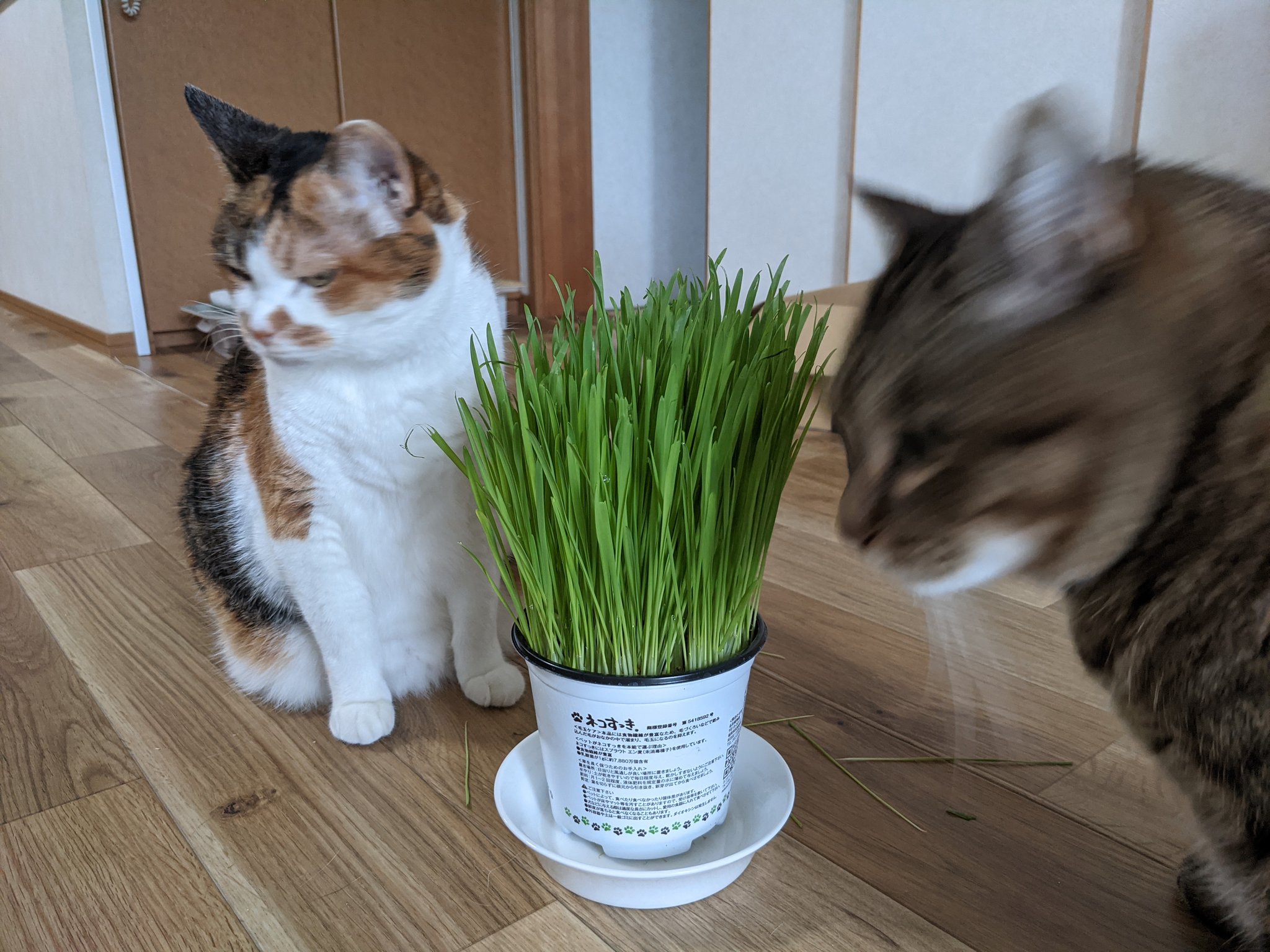 えぐえぐ 今日のご飯 これなのか 保護猫 猫 癒し 猫草 T Co Kyv6rovska Twitter えぐえぐ 今日のご飯 これなのか 保護猫 猫 癒し 猫草 T Co Kyv6rovska Twitter