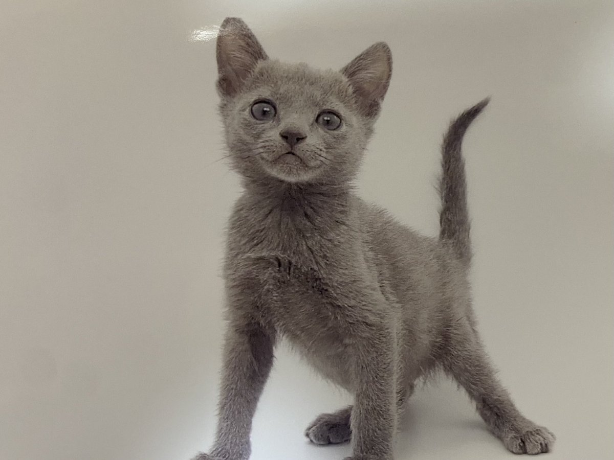 MatsukazeC's tweet photo. ⬅️生後2ヶ月
➡️8ヶ月(現在)

育ったなぁー🥰

 #これ見た人は子猫の成長した画像貼れ https://t.co/A9ioP10bJ7