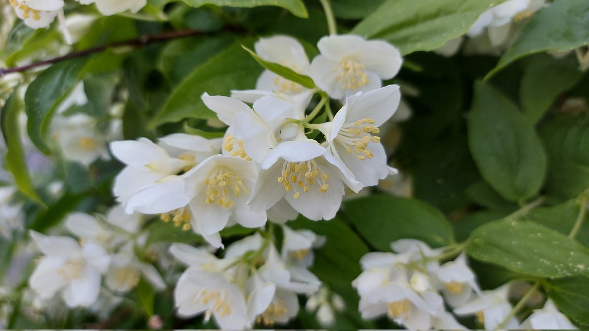 SeijaPaasonen's tweet photo. Huomenta! Tehtiin aamun 🐕lenkki hyvissä ajoin. Kotimittarissa lämpötila oli jo 17 astetta. Kierroksen varrella vahvimmimmat tuoksuttajat olivat #keltapäivänlilja ja #jasmike. Terassin alla #mustarastas istui pesässään hautomassa kesän toista eräänsä. #kesäaamu https://t.co/MVdb4ccl6f