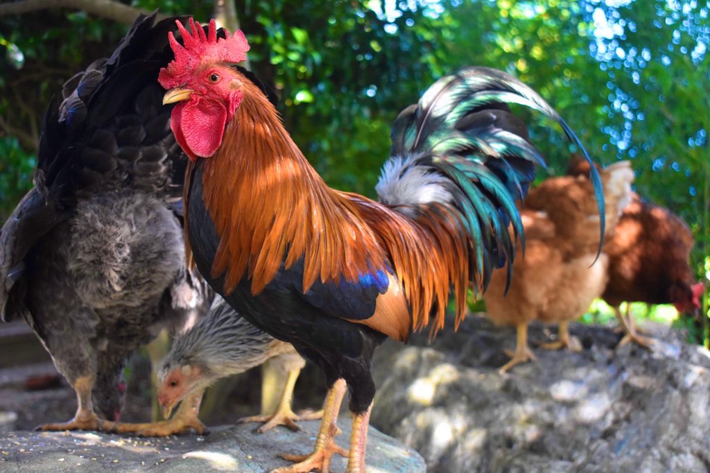 にわとりの家 (@lovechickens86) / Posts / X