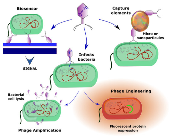 antibioticsmdpi's tweet photo. #EditorChoiceArticle

The Use of #Bacteriophages in #Biotechnology and Recent Insights into #Proteomics by Dr. Tomás G. Villa et al. from @UniversidadeUSC 

🔗https://t.co/MAoWHq03KE https://t.co/F57Jv031dE