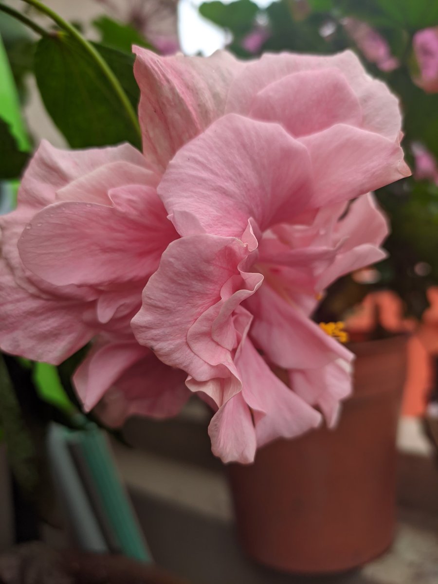 Shades of Hebiscus 🌺