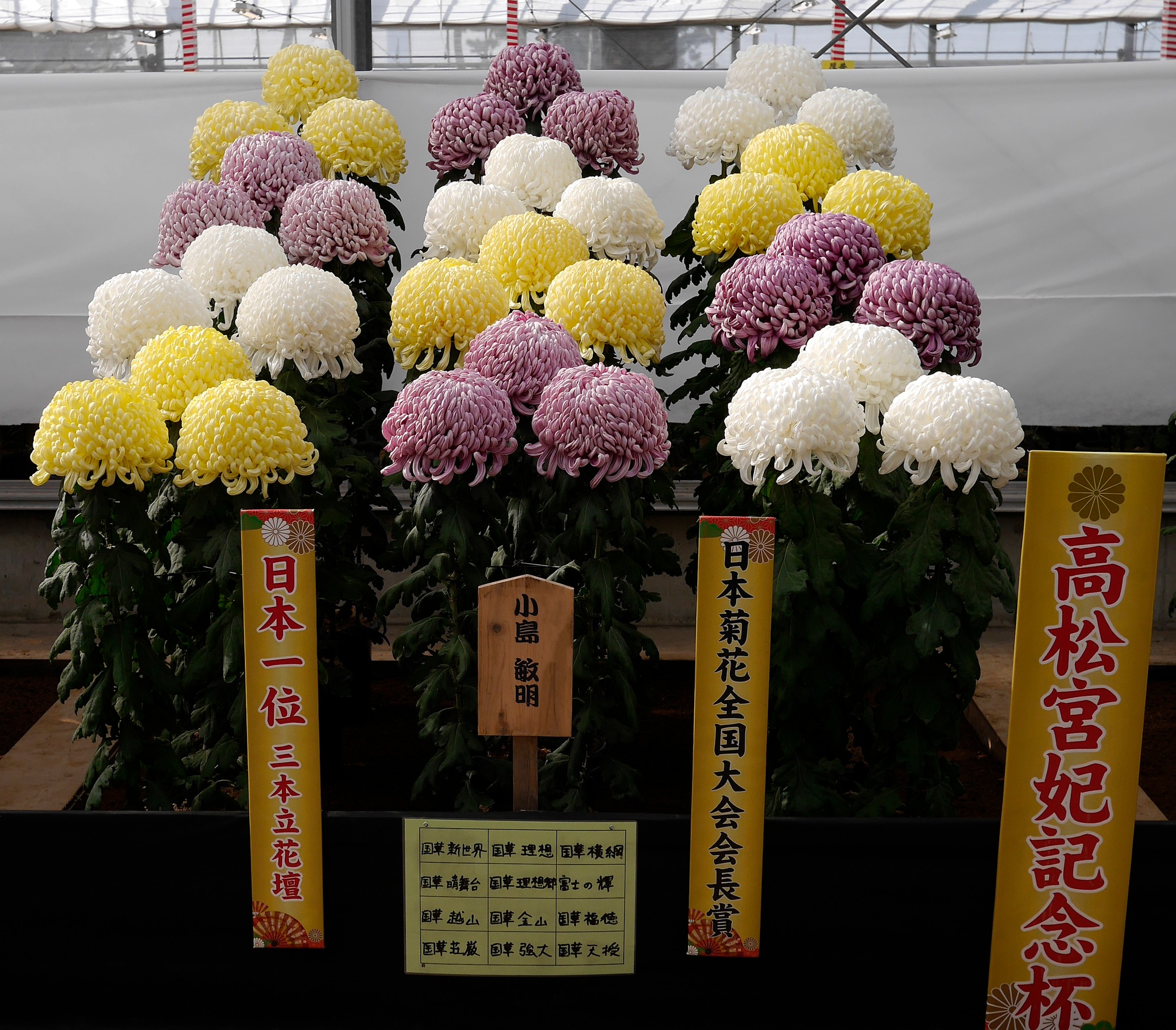 ❤️❤️第13回全日本菊花連盟全国大会❤️♥ - インテリア小物