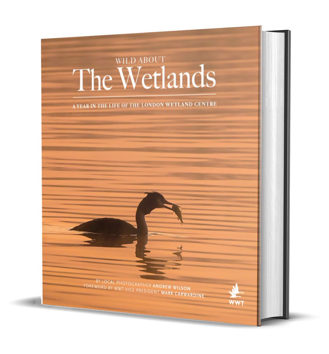 wildlondonpics's tweet photo. Our lovely #springer Josie was 16 yesterday &still loves life despite her age related issues - she’s appeared in all my books from the very first #WildInTheCity up to my latest #WildAboutWetlands @BookshopBarnes @janicethefish @Waterstones #lovebooks #lovedogs https://t.co/jPtXvWBcHs