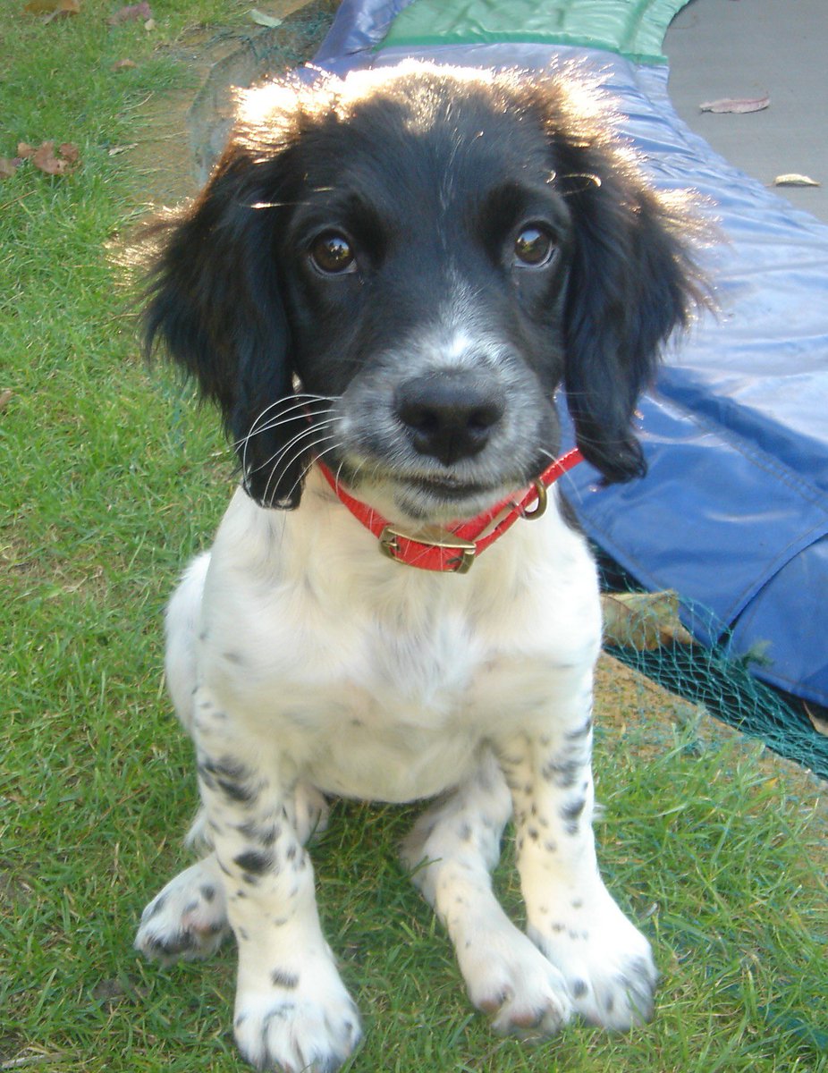 wildlondonpics's tweet photo. Our lovely #springer Josie was 16 yesterday &still loves life despite her age related issues - she’s appeared in all my books from the very first #WildInTheCity up to my latest #WildAboutWetlands @BookshopBarnes @janicethefish @Waterstones #lovebooks #lovedogs https://t.co/jPtXvWBcHs