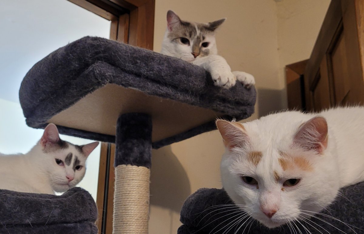 This tag is cathartic. And Dora judges them SO goddamn hard. (From beyond the grave.) #catsjudgingthesupremecourt #1_Dora #2_Fred #3_TheKraken #4_ChristinaBritneyBunter