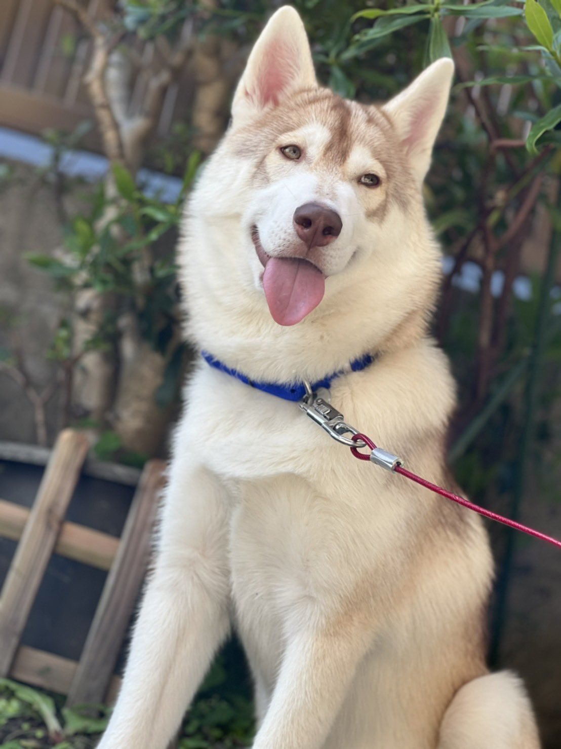 Ts Shin Sibahusky はじめまして こんにちは うちもシベリアンハスキーと柴犬のミックス犬がいます 誕生日が一緒でびっくりしています 千葉県で生まれたようです T Co G8rtej5jcd Twitter