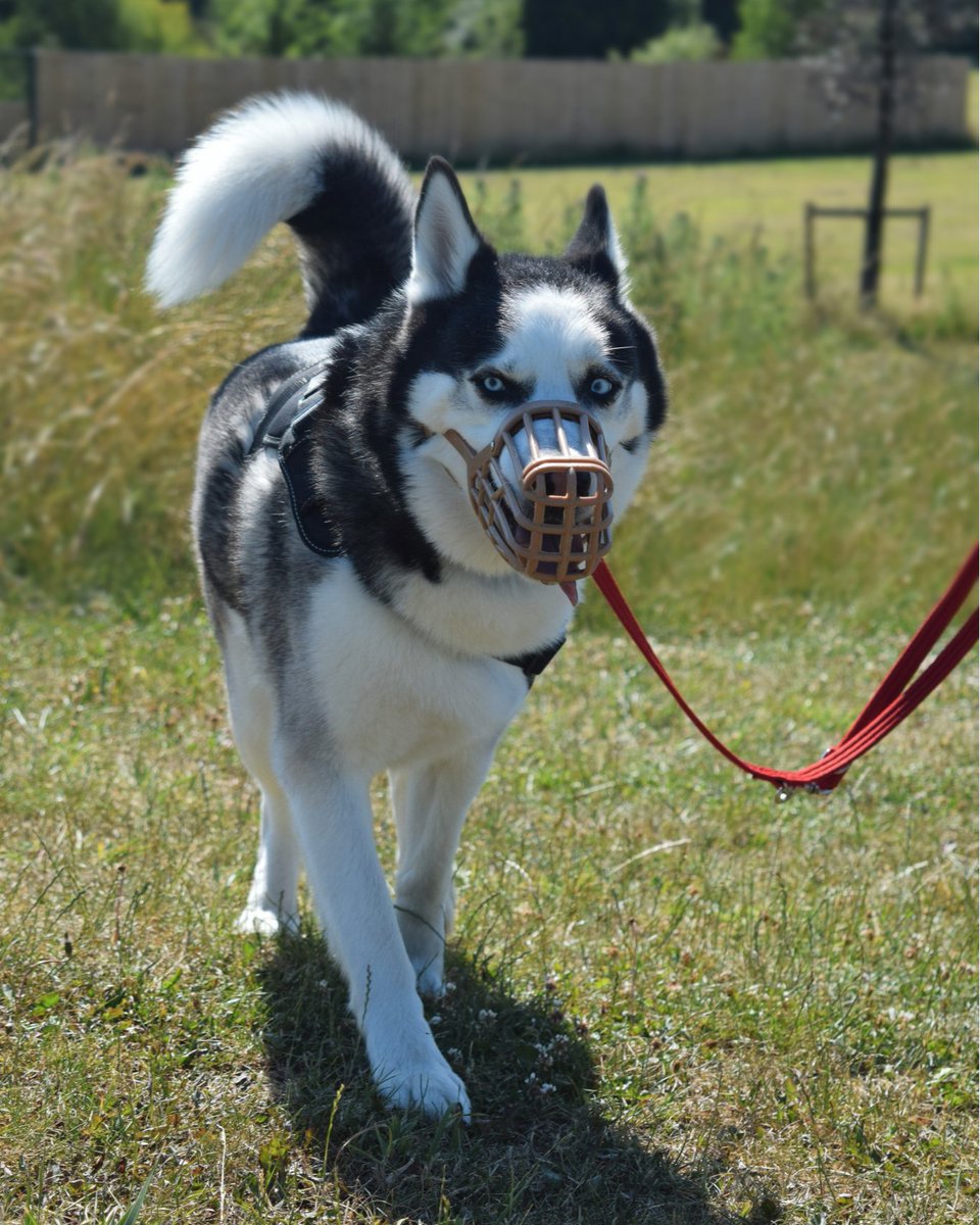 DT_WestLondon's tweet photo. Our dogs wear muzzles for various reasons, Hunter wears one because he was under socialised and now finds dog interactions over stimulating. It helps him and our other residents get through stressful situations safely. #muzzleawareness
#siberianhusky #muzzletraining #dogtrust https://t.co/vKlEOuCcfK
