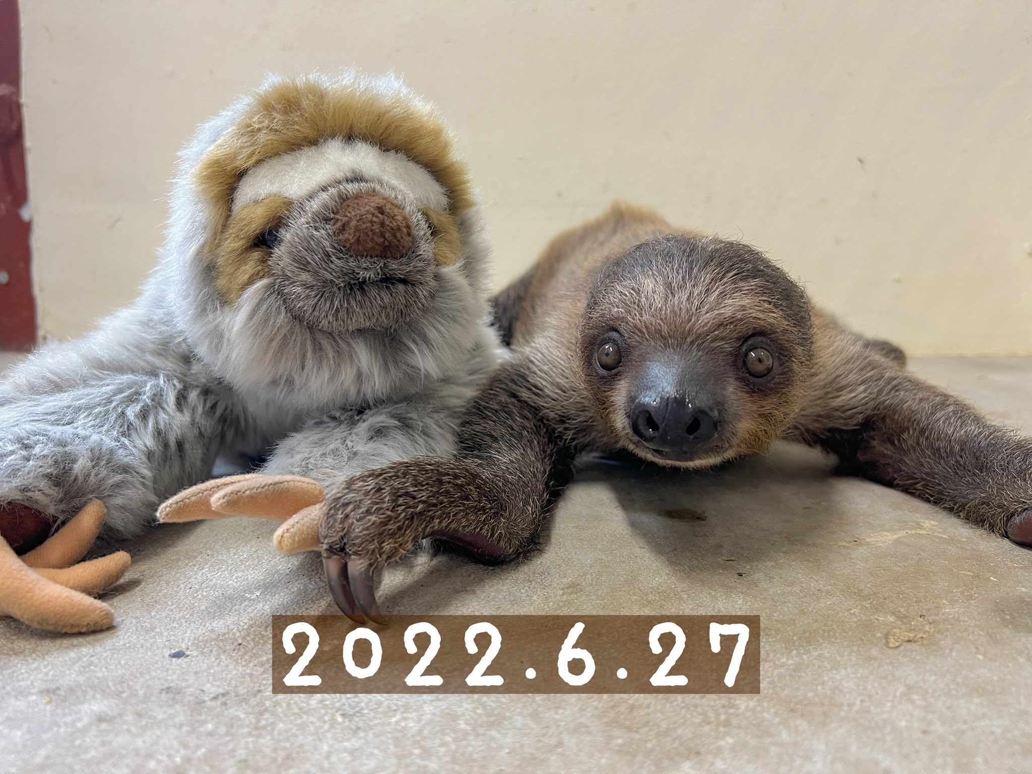 那須どうぶつ王国 ㅤ フタユビナマケモノのコロロは今日で生まれて半年です 生まれた時は528gだったコロロも今日は2kg お母さん代わりのぬいぐるみに乗らなくなるくらい大きくなりました ㅤ 那須どうぶつ王国 フタユビ ナマケモノ ナマケモノ