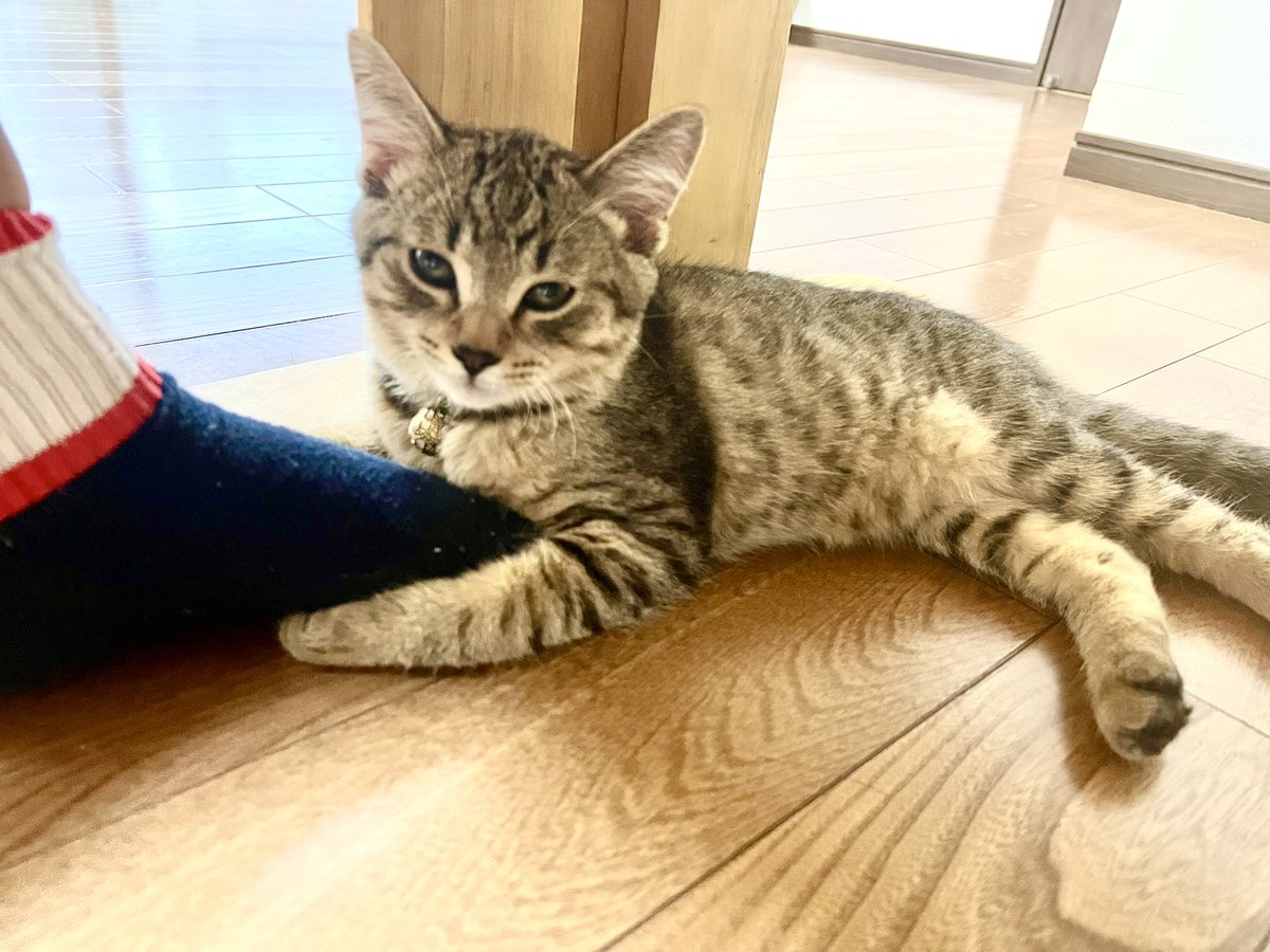 8nekodaisuki's tweet photo. お題　ぎゅーっ
大丈夫⁇くさくにゃい⁉︎ https://t.co/ct0kltxKv7