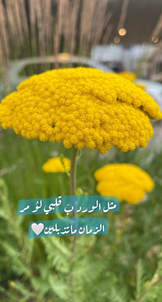 وجود شخص يدعمك نفسياً ويطمئنك طوال الوقت شخص لايقدر بثمن فحافظ عليه ..
#لـورد