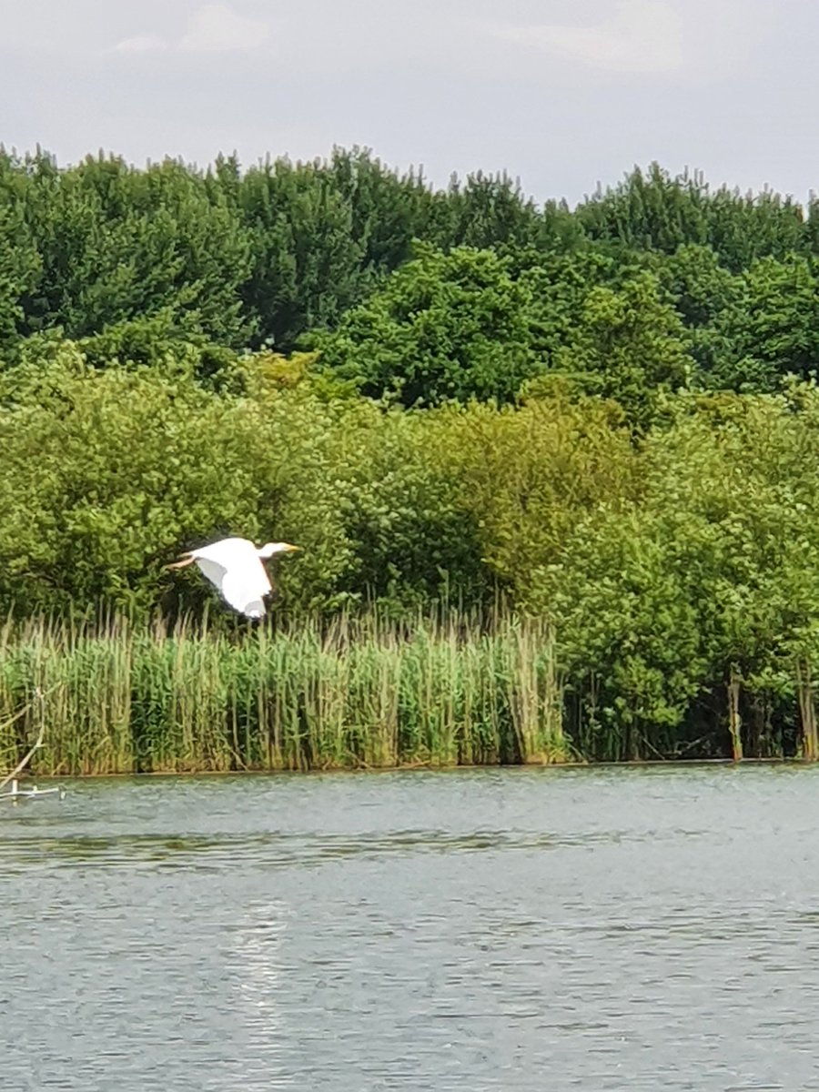 Mooie witte reiger #Natuurpark #