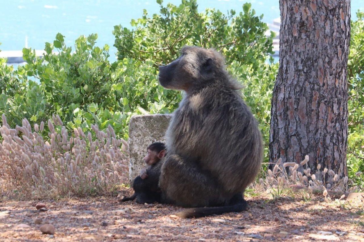Choachamma's tweet photo. This is Nomahahlele of the Waterfall Troop (WF9). Together with2 other males, is now on death row - disguised by an “up for adoption” notice put out by @capenature @CityofCT Town. 
Why?  (Rest in comments) https://t.co/ywiIEBjp6D