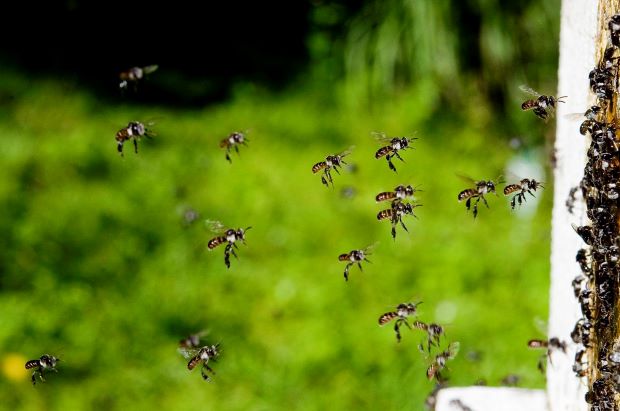 UQ News (@uq_news) on Twitter photo #UQ researchers need help to spy on native stingless bees 🐝
Read here:
tinyurl.com/2bf4jsmr
<a href="/UQscience/">UQ Science</a> <a href="/EcologyToby/">Dr Tobias Smith</a> <a href="/GurionAng/">Dr Gurion Ang</a> #bees #UQ researchers need help to spy on native stingless bees 🐝
Read here:
tinyurl.com/2bf4jsmr
<a href="/UQscience/">UQ Science</a> <a href="/EcologyToby/">Dr Tobias Smith</a> <a href="/GurionAng/">Dr Gurion Ang</a> #bees