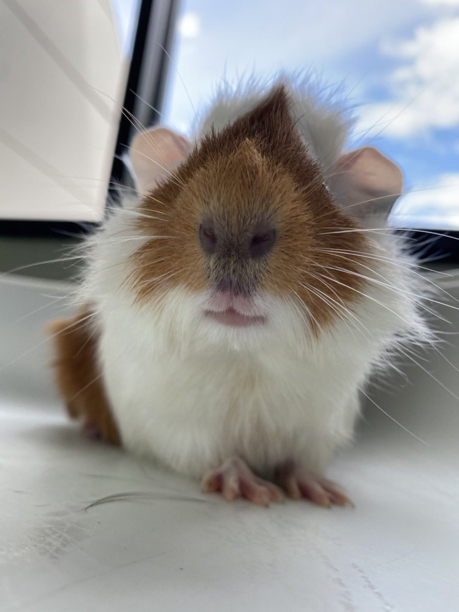peerlab_22's tweet photo. 生体情報更新しました🐹
個性的なお顔のアビシニアン♂
生後もうすぐ4ヶ月です✨
目が大きく口がsexyです♡
MY推しメンです
#peerlab #ピアラボ #エキゾチックアニマル #ハムスター販売 #デグー販売 #モルモット販売 #ステップレミング販売 #チンチラ販売 #ハリネズミ販売 #福岡 #北九州 #モルモット https://t.co/Dl7YwDlAsO