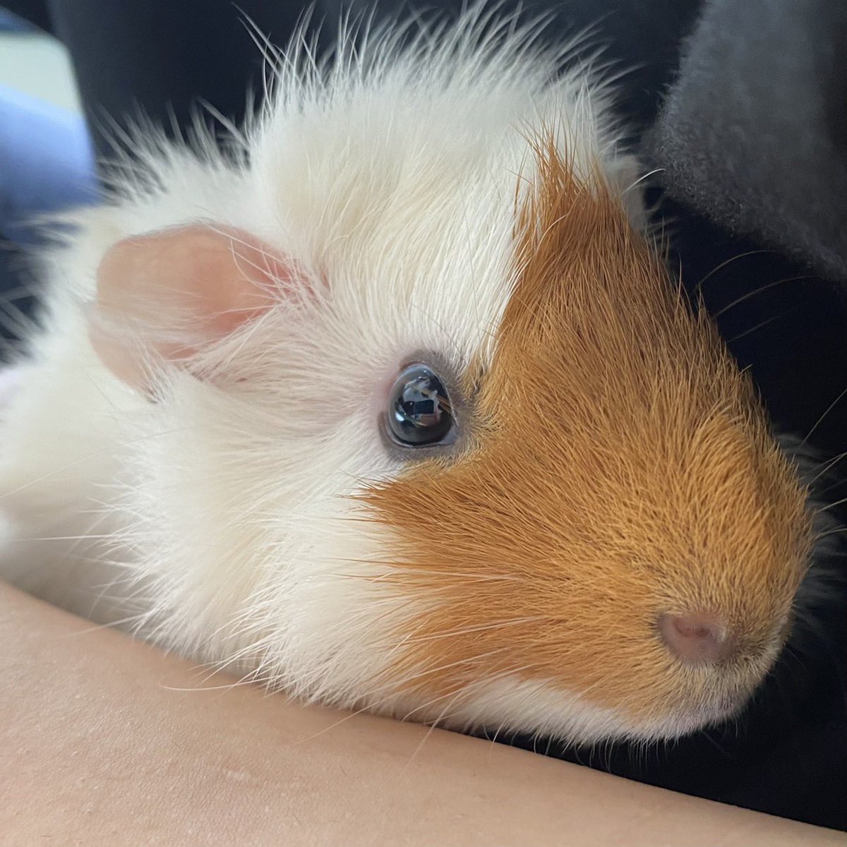peerlab_22's tweet photo. 生体情報更新しました🐹
個性的なお顔のアビシニアン♂
生後もうすぐ4ヶ月です✨
目が大きく口がsexyです♡
MY推しメンです
#peerlab #ピアラボ #エキゾチックアニマル #ハムスター販売 #デグー販売 #モルモット販売 #ステップレミング販売 #チンチラ販売 #ハリネズミ販売 #福岡 #北九州 #モルモット https://t.co/Dl7YwDlAsO
