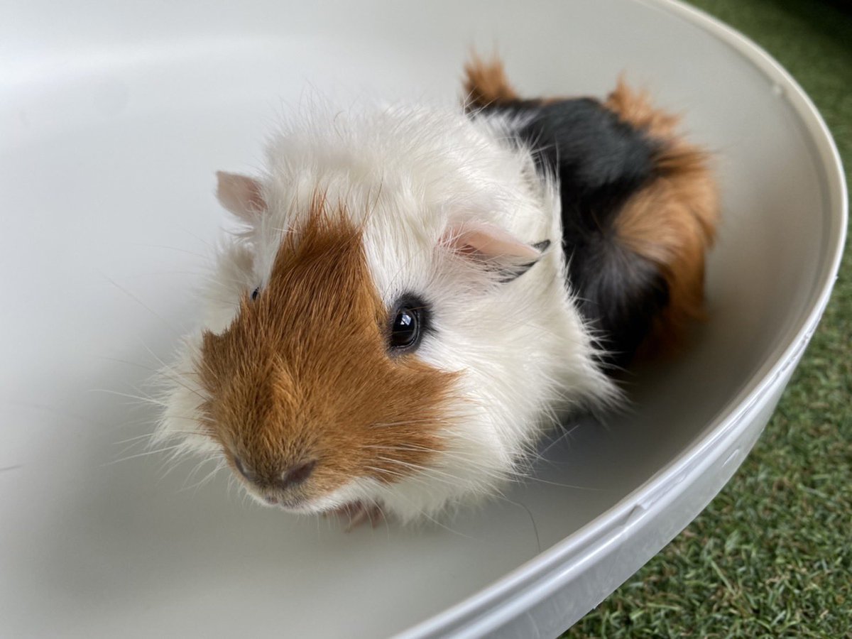 peerlab_22's tweet photo. 生体情報更新しました🐹
個性的なお顔のアビシニアン♂
生後もうすぐ4ヶ月です✨
目が大きく口がsexyです♡
MY推しメンです
#peerlab #ピアラボ #エキゾチックアニマル #ハムスター販売 #デグー販売 #モルモット販売 #ステップレミング販売 #チンチラ販売 #ハリネズミ販売 #福岡 #北九州 #モルモット https://t.co/Dl7YwDlAsO