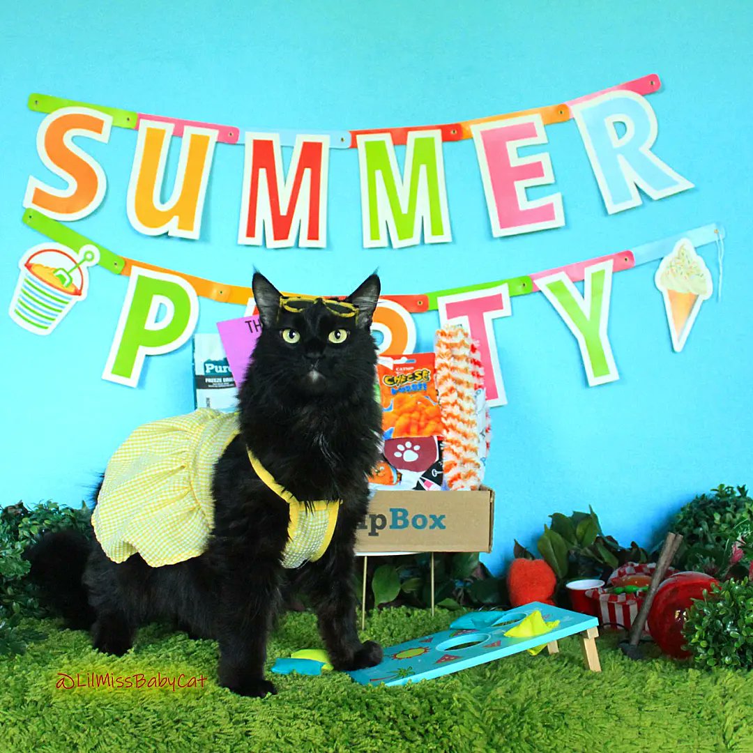 LilMissBabycat's tweet photo. It's SUMMER!! It's staycation time!!
Give your kitties a little vaction every month with a KitNipBox! Each month they get a box filled with fun themed toys and tasty treats!  And if you decide to try it..don't forget to use my code BABYCAT15 to save 15%!! https://t.co/fMfAfksRBj