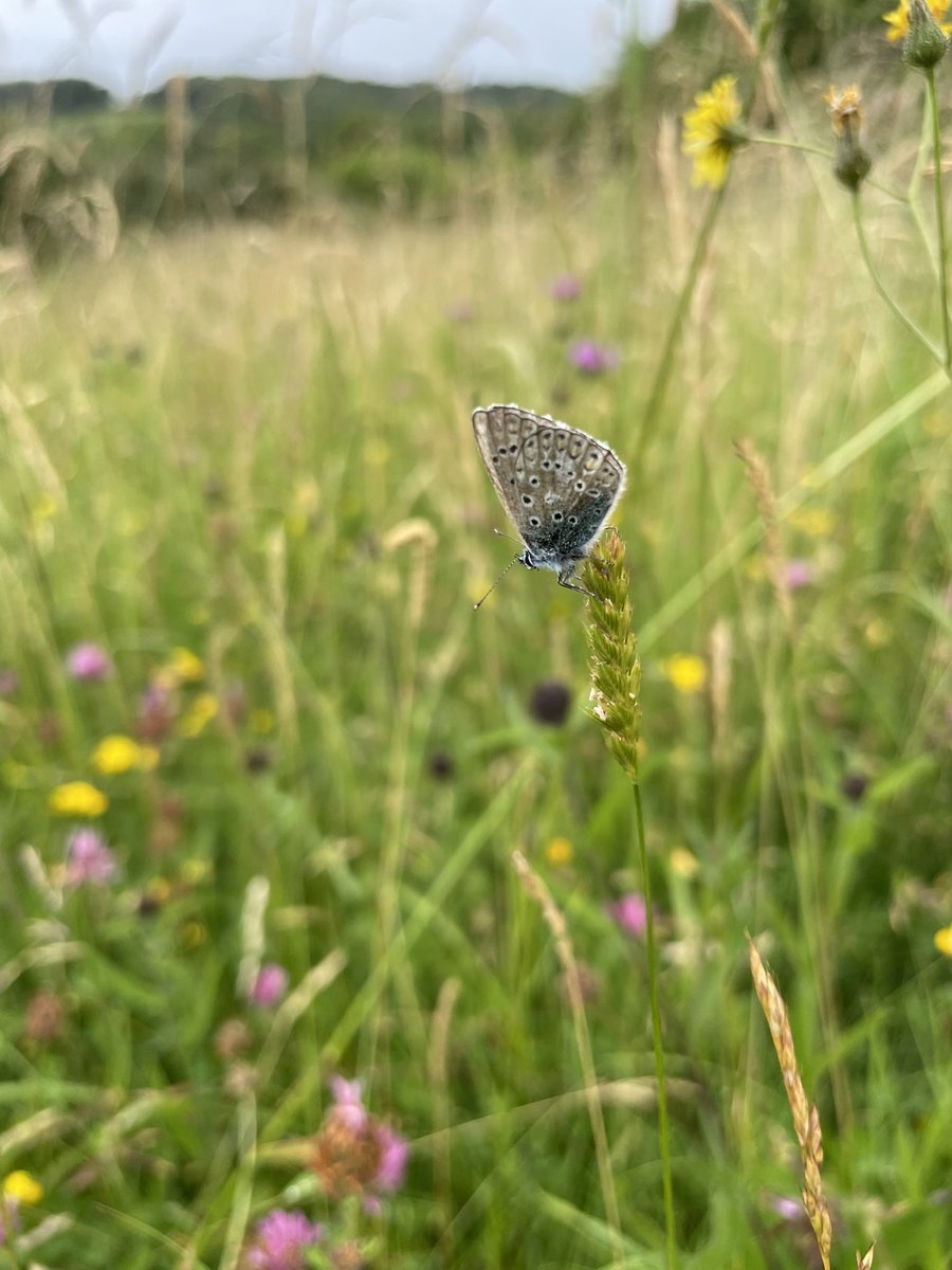 Even in the rain yesterday this Cotswold meadow near Sheepscombe is just stunning. And the butterfly’s didn’t mind either.