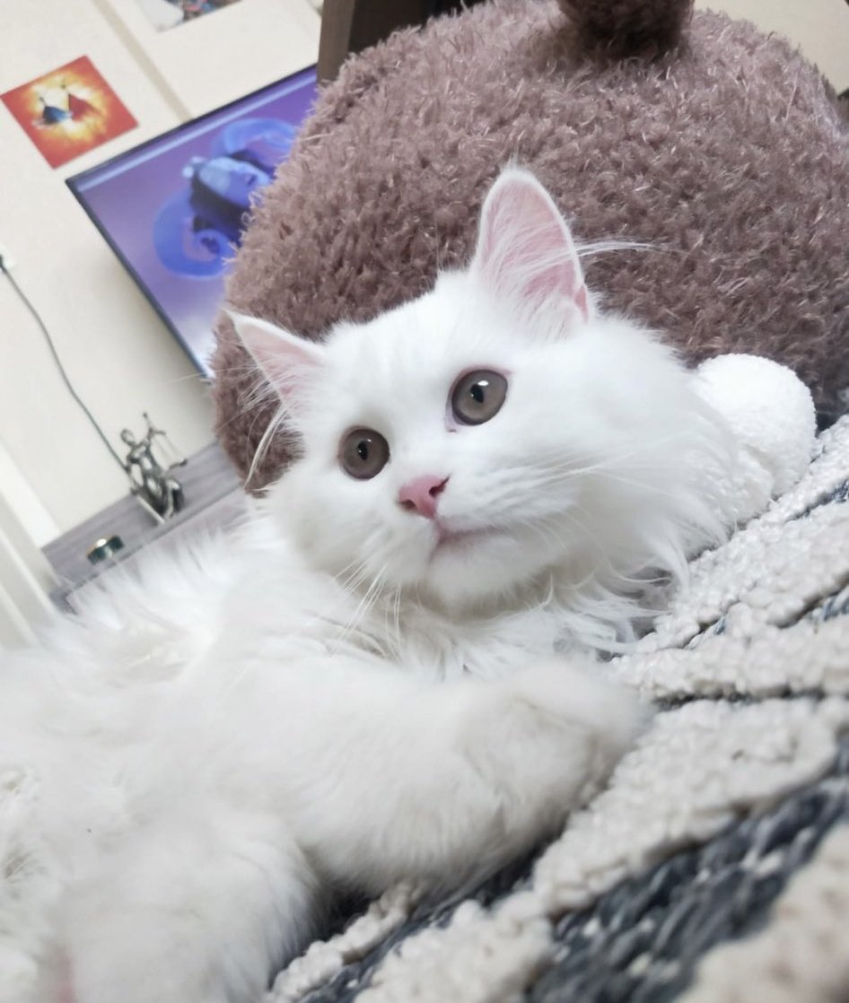 KAYIP İLANIDIR ‼️
Adres Zeytinlik Mh bilgi sk bakırköy İstanbul.
Henüz 6 aylık
Bütün vücudu beyaz sadece kafasında hafif bir siyahlık var lütfen yayınlar mısınız 😔
<a href="/Zendavestta/">TRKGL</a>