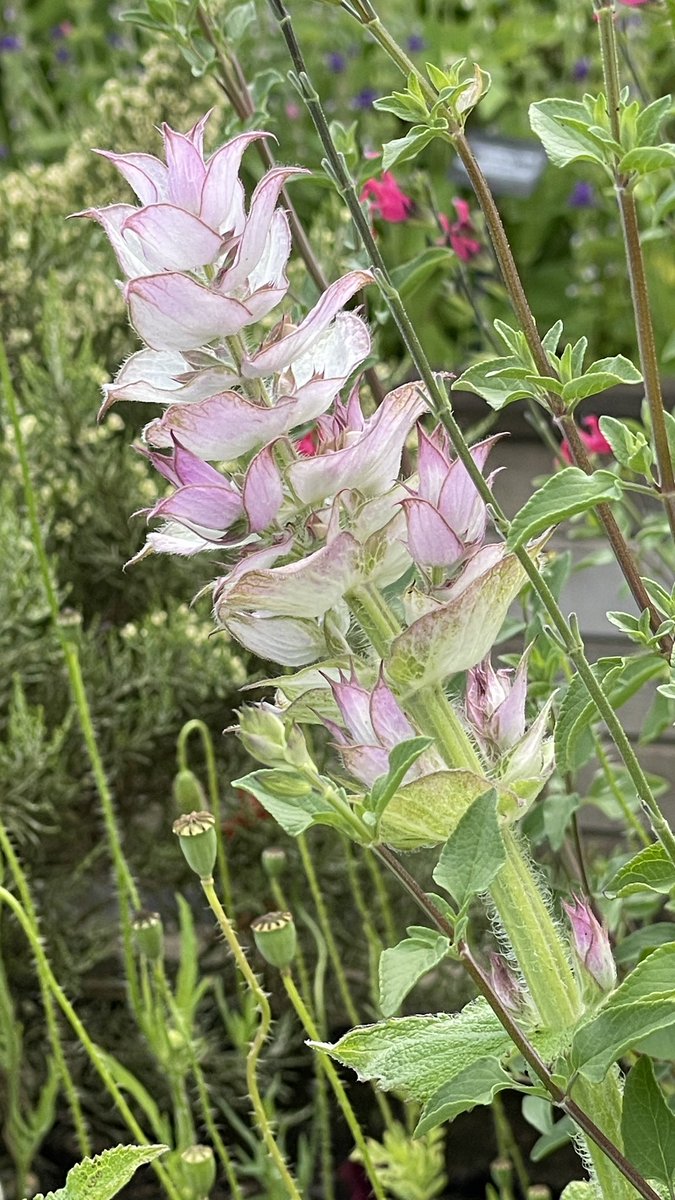 Clary sage, Salvia sclarea looking it’s best. This herb is a biennial so flowers in the second year. #herbs