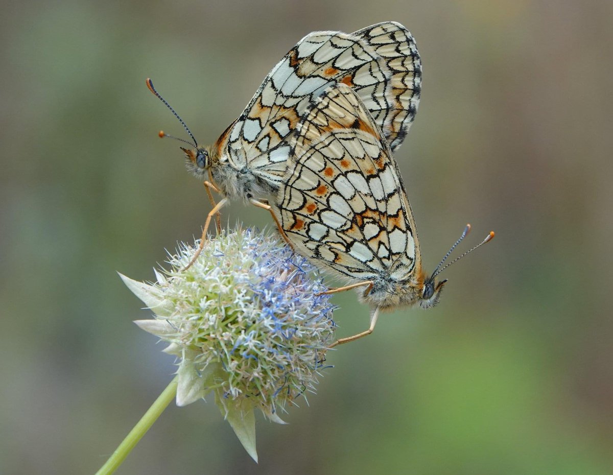 Mating Heath Fritillaries (Melitaea athalia) photographed last week in northern #Extremadura. #butterfly #mariposas #summer #verano #naturetours