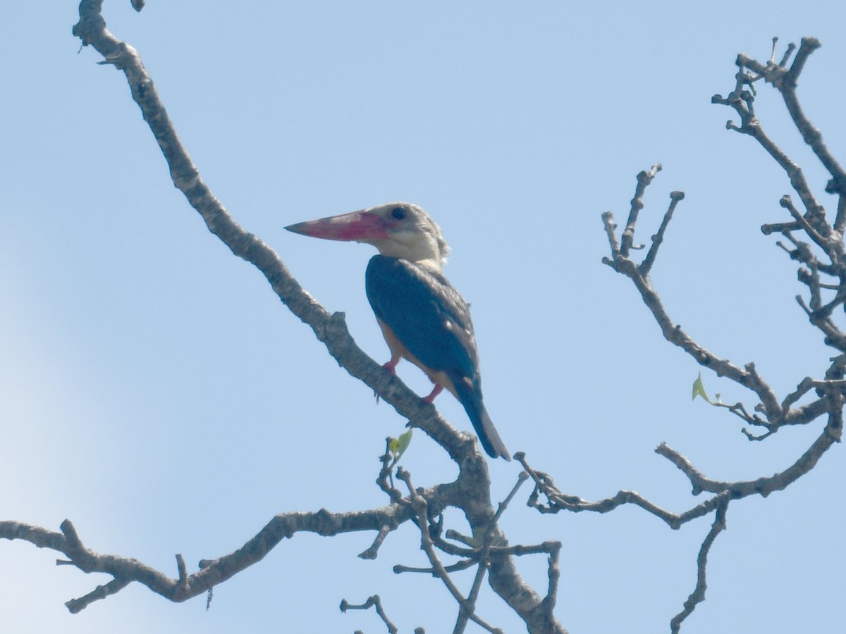 HongLeeTan559's tweet photo. Sabah Stork-billed Kingfisher Pelargopsis capensis cyanopteryx #BirdsSeenIn2022 #Malaysia @DrAmarMOH https://t.co/8n8253LA9n